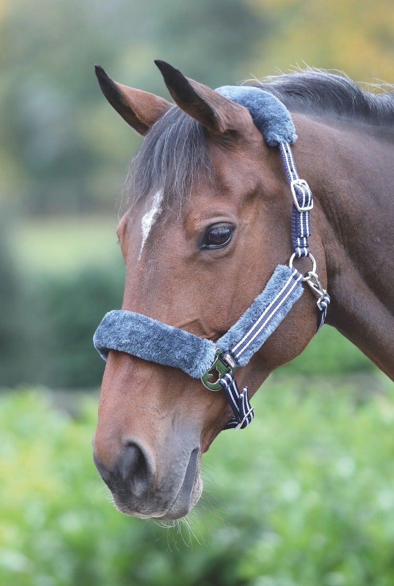 Shires Licol Stripe - SHOPHORSE